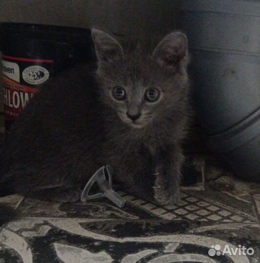 Котята только в добрые руки