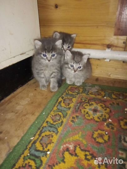 Котята