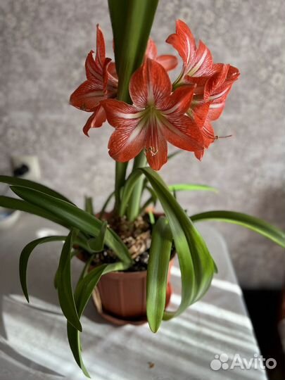 Гиппиаструм