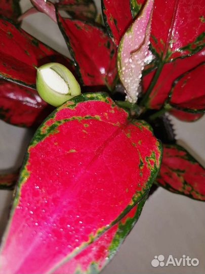 Аглонема Анимани Супер Ред