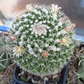 Кактус Mammillaria