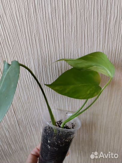 Монстера желтая yellow splash