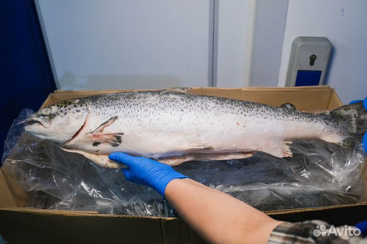 Лосось свежемороженный оптом