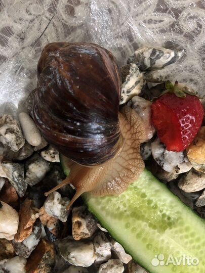 Улитки ахатины большая