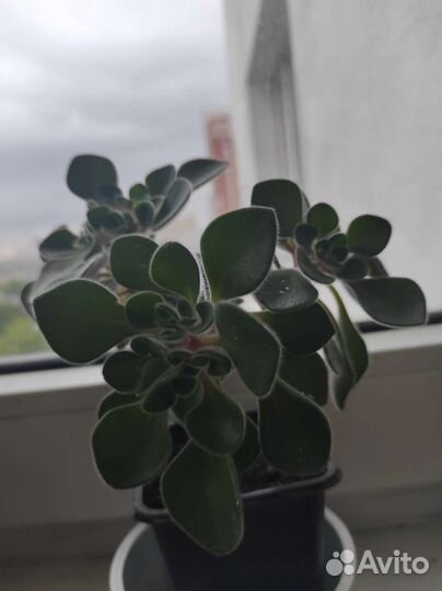 Аихризон дерево любви