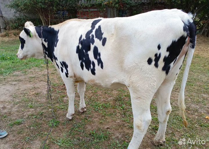 Продам телку