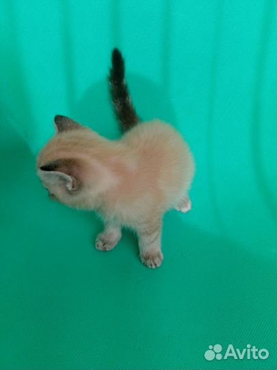 Котенок мальчик