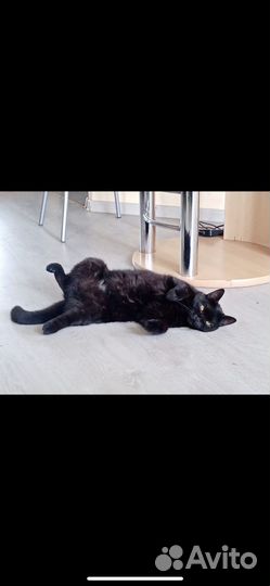 Кошка в дар