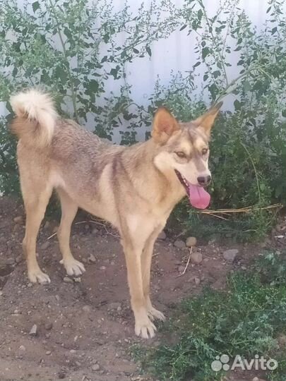 Леда - янтарный нос