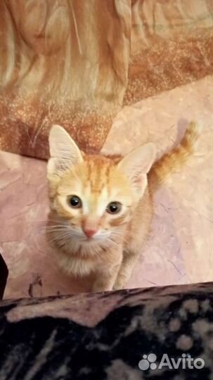 Рыжий котенок в добрые руки бесплатно
