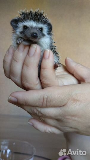 Африканский ежик