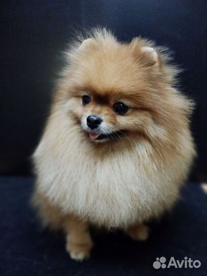 Померанский шпиц медвежьего типа
