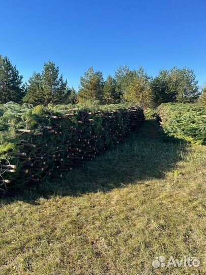 Сосна Новогодняя оптом