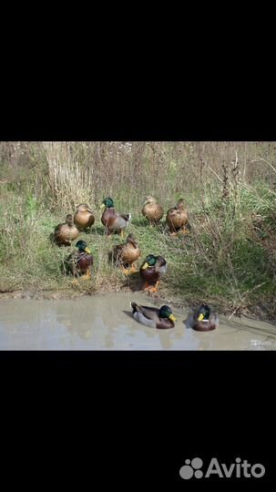 Подсадные рабочие утки