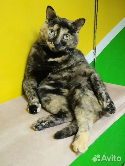 Кошечка Триша