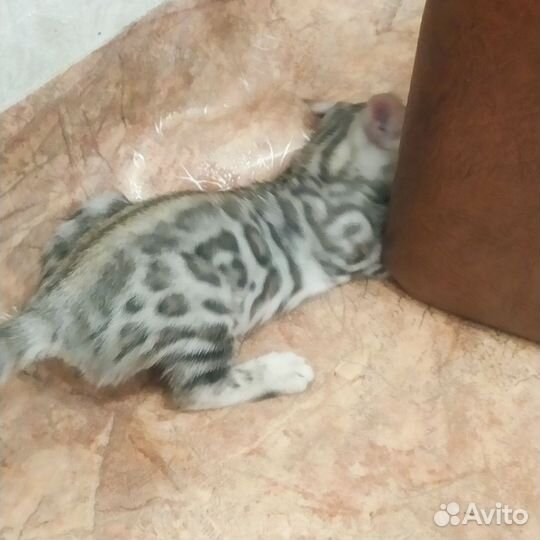 Бенгальская