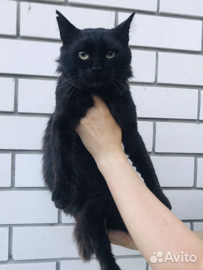 Черный Котик ищет семью