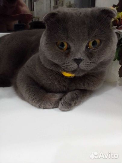 Британский вислоухий кот вязка