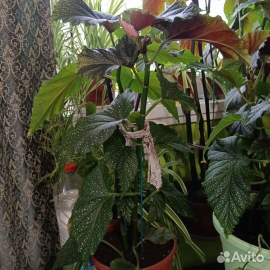 Бегония королевская