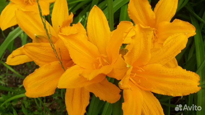 Саженцы цветов, дек-х и плодовояг-х кустов