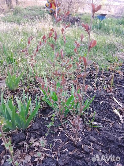 Продам саженцы барбариса