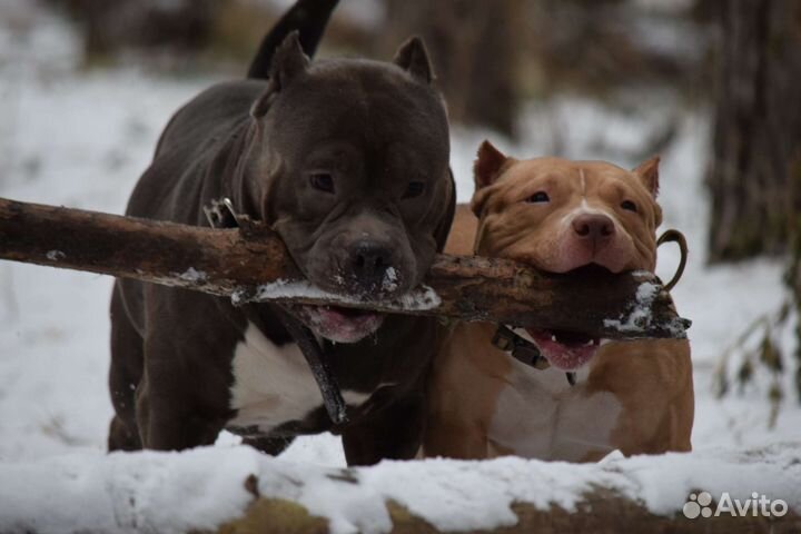 Американский булли XL вязка