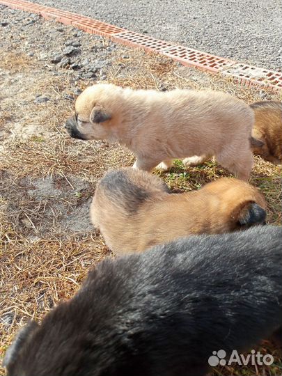 Щенки метисы в добрые руки, рождённые 8.09.23