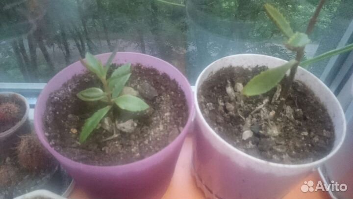 Коланхоэ лечебное