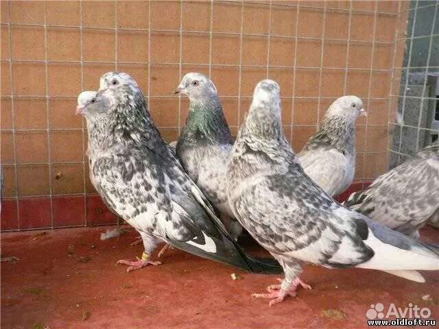 Голуби свердловские