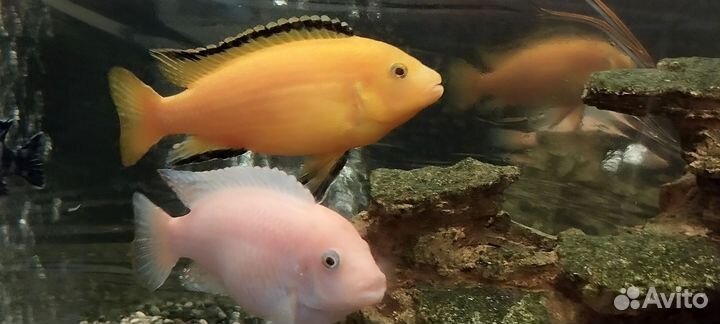 Аквариумные рыбы большие цена за 1шт