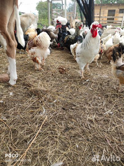 Инкубационное яицо