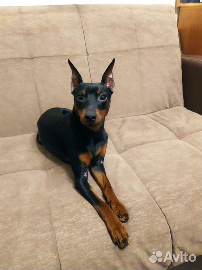 Вязка цвергпинчер