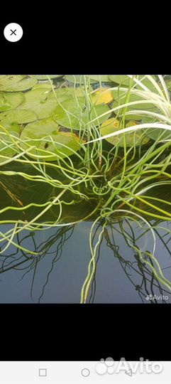 Растения для пруда