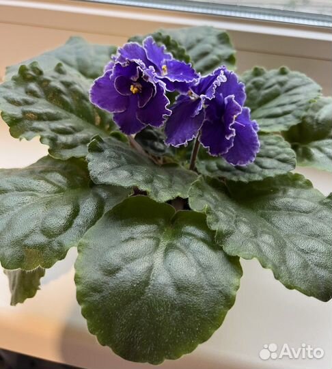 Фиалки детки и стартеры