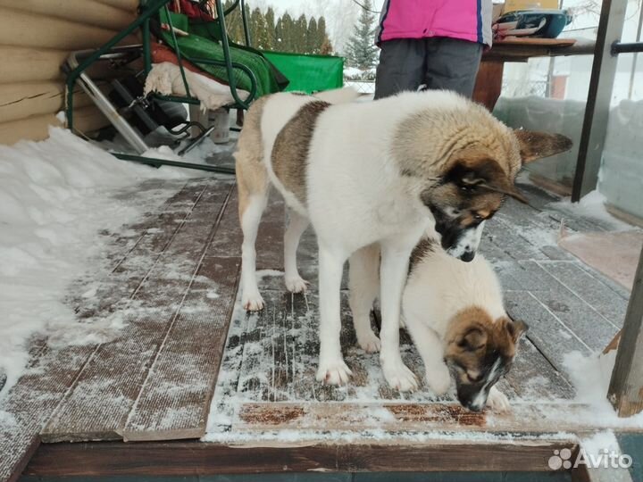 Собака бесплатно