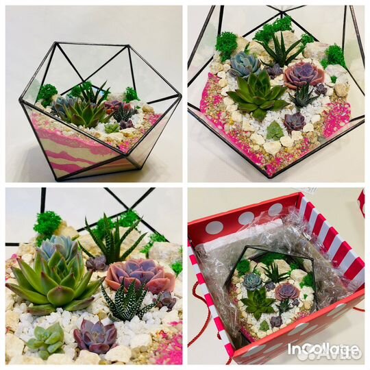 Флорариум из сукулентов готовый