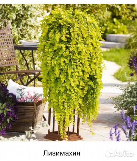 Лизимахия, лофос, немезия