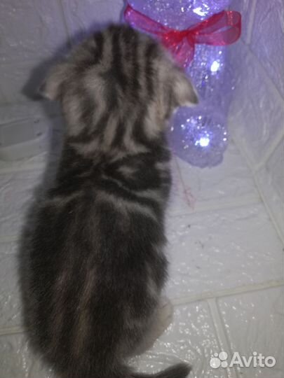 Британские котята вислоухие