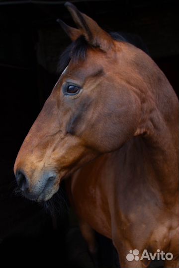 Фотосессии с лошадьми