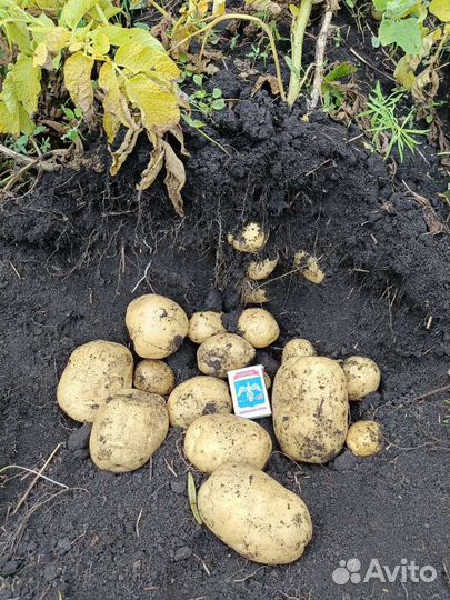 Картофель оптом