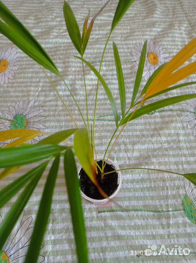 Пальмы хамедорея и арека