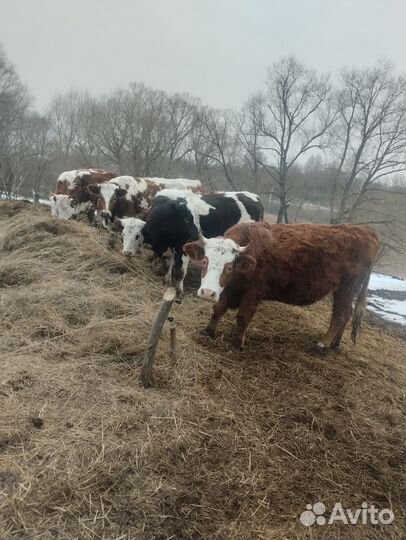 Телки стельные