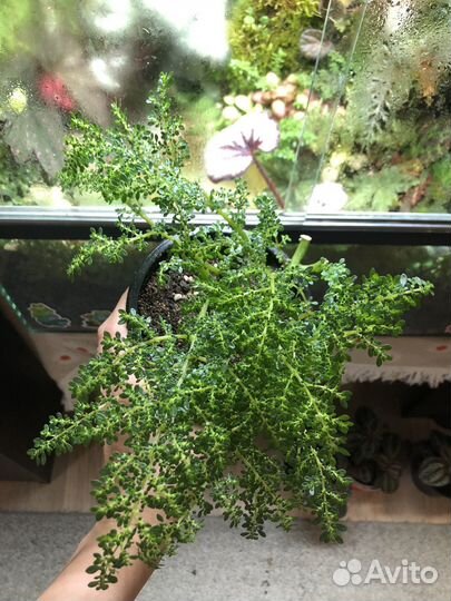 Растение в террариум. Пилея мелколистная