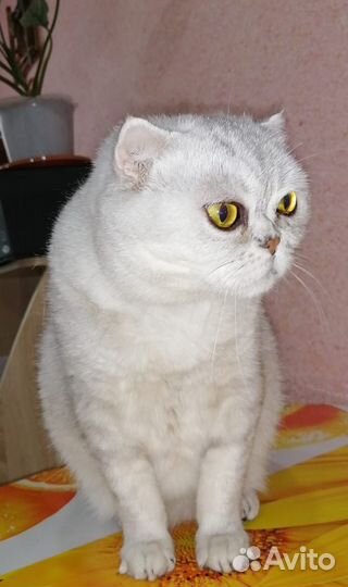 Отдам кошку