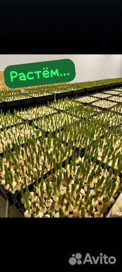 Тюльпаны к праздникам