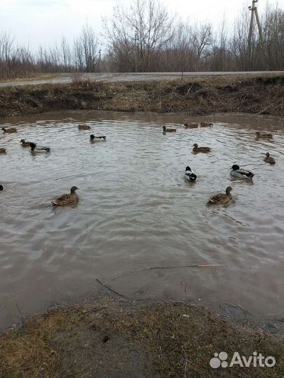 Утки подсадные для охоты