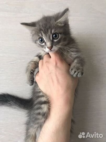 Красивые котята
