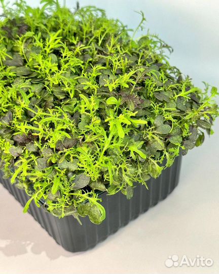 Мизуна (мицуна) красная свежая микрозелень