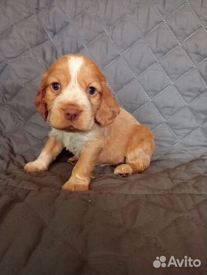 Русский спаниель