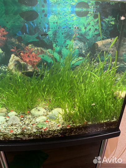 Аквариумные растения